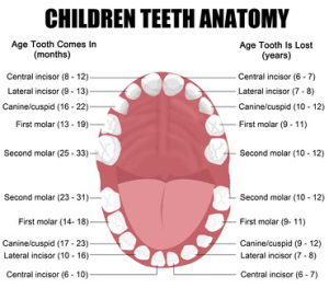 Anatomy of children teeth